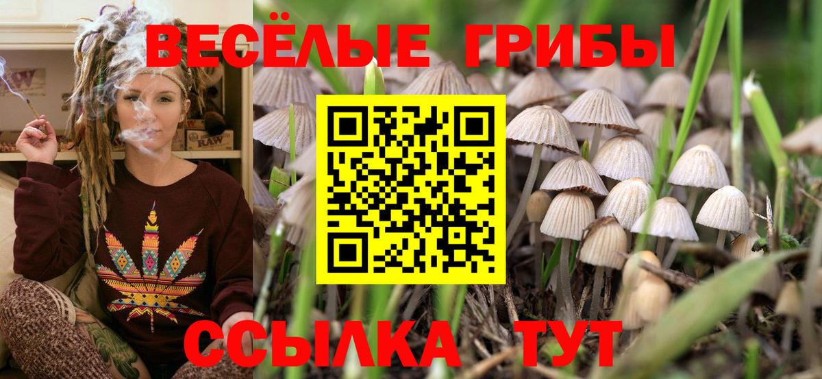 Псилоцибиновые грибы Psilocybe  Вход с VPN  Благовещенск 